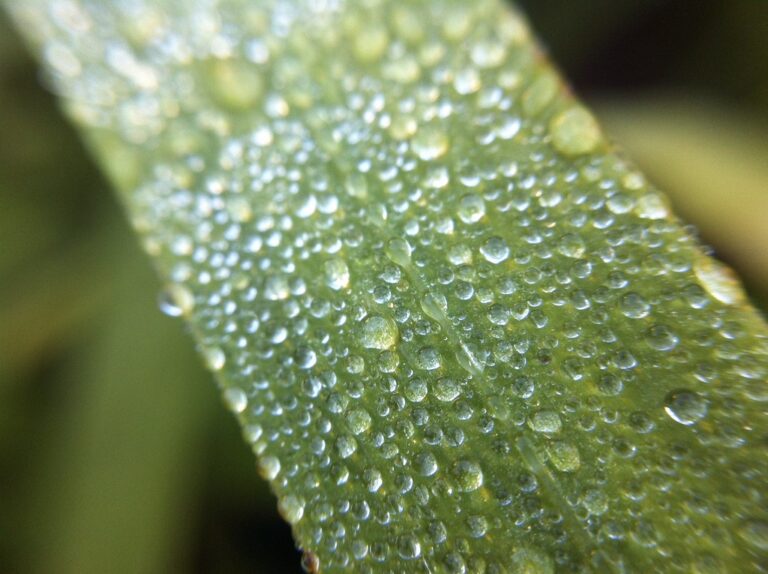 Feuille verte couverte de gouttes d'eau, illustrant le thème du développement durable