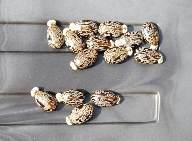 Gros plan sur des graines de ricin, source végétale de l'huile utilisée pour fabriquer le nylon PA11