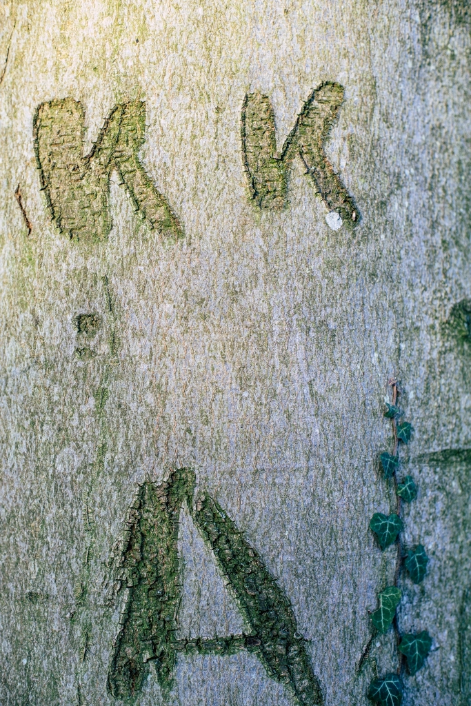 Lettres gravées en creux dans une écorce d'arbre, illustrant le principe d'un texte en relief ou en gravure